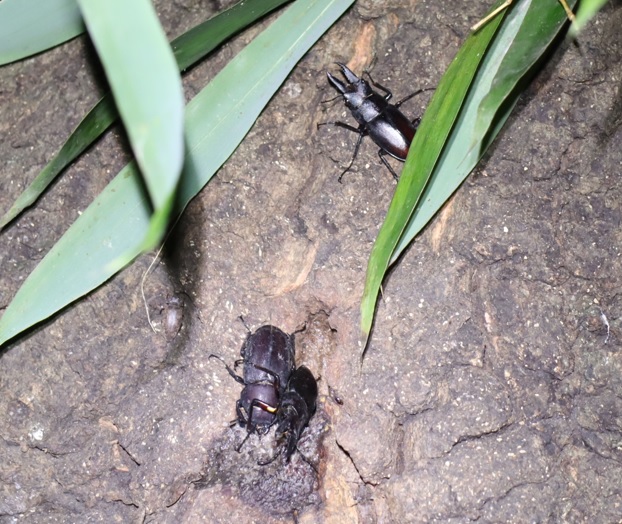 大木クヌギの正面_ノコギリクワガタ2♂1♀_2021年8月23日19時35分 気温28度